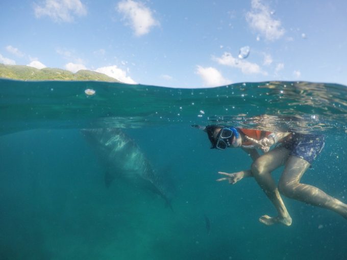 ジンベエザメだけじゃないツアーの海中写真