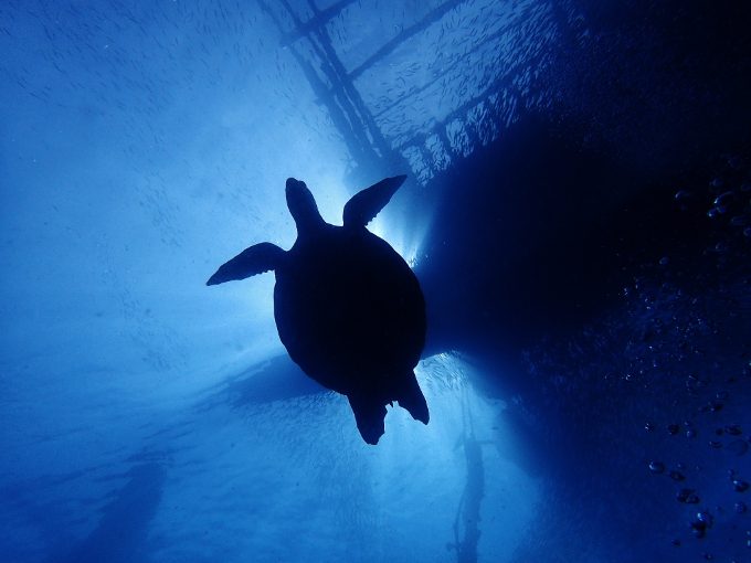 下からウミガメを発見した写真