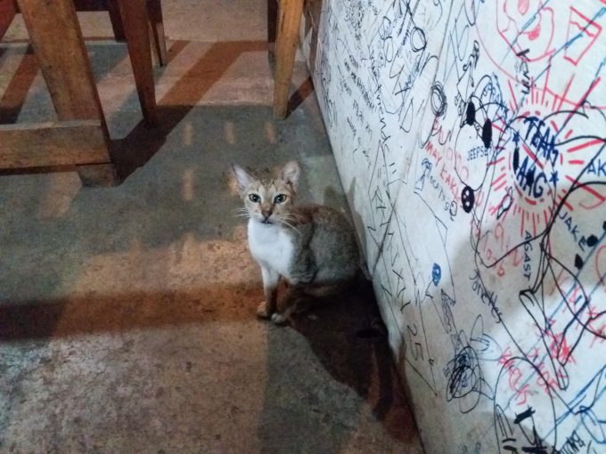 ディップジログの店内の猫の写真