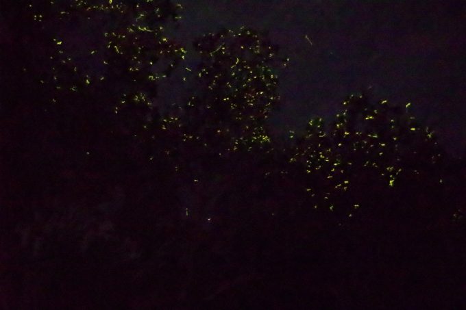 ボホール島のアバタン川で見れるホタル